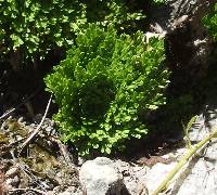 Selaginella pilifera image