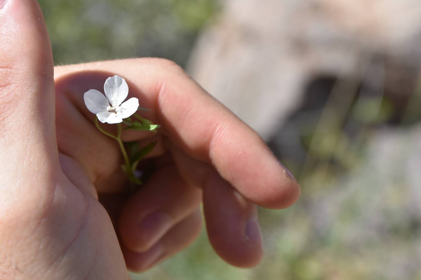 Clarkia epilobioides image