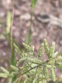 Eragrostis cilianensis image