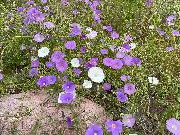 Ipomoea ternifolia var. leptotoma image