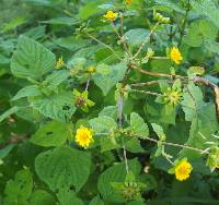 Melampodium perfoliatum image