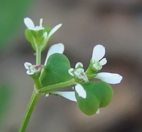 Euphorbia graminea var. graminea image