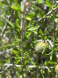 Prunus fasciculata var. fasciculata image