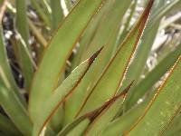 Agave schottii var. treleasei image