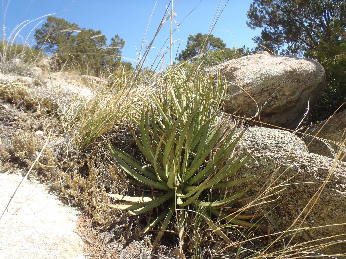 Agave schottii var. treleasei image