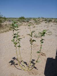 Asclepias erosa image