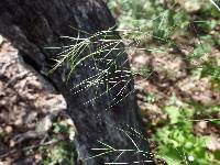 Aristida schiedeana var. orcuttiana image