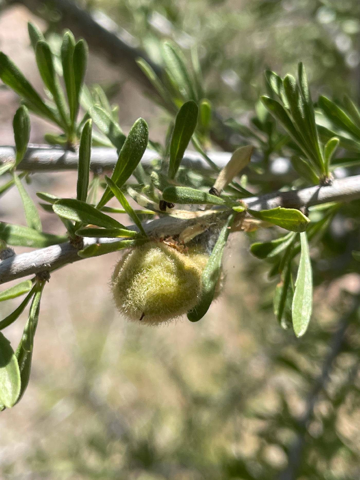 Prunus fasciculata var. fasciculata image