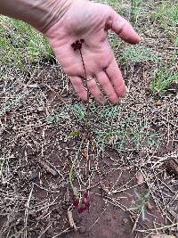 Pseudocymopterus montanus image