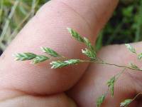 Poa annua image