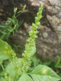 Amaranthus x tucsonensis image