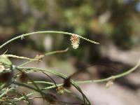 Cyperus subsquarrosus image