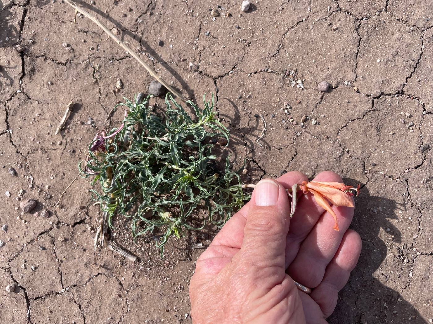 Oenothera havardii image