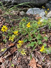 Heliopsis parvifolia image