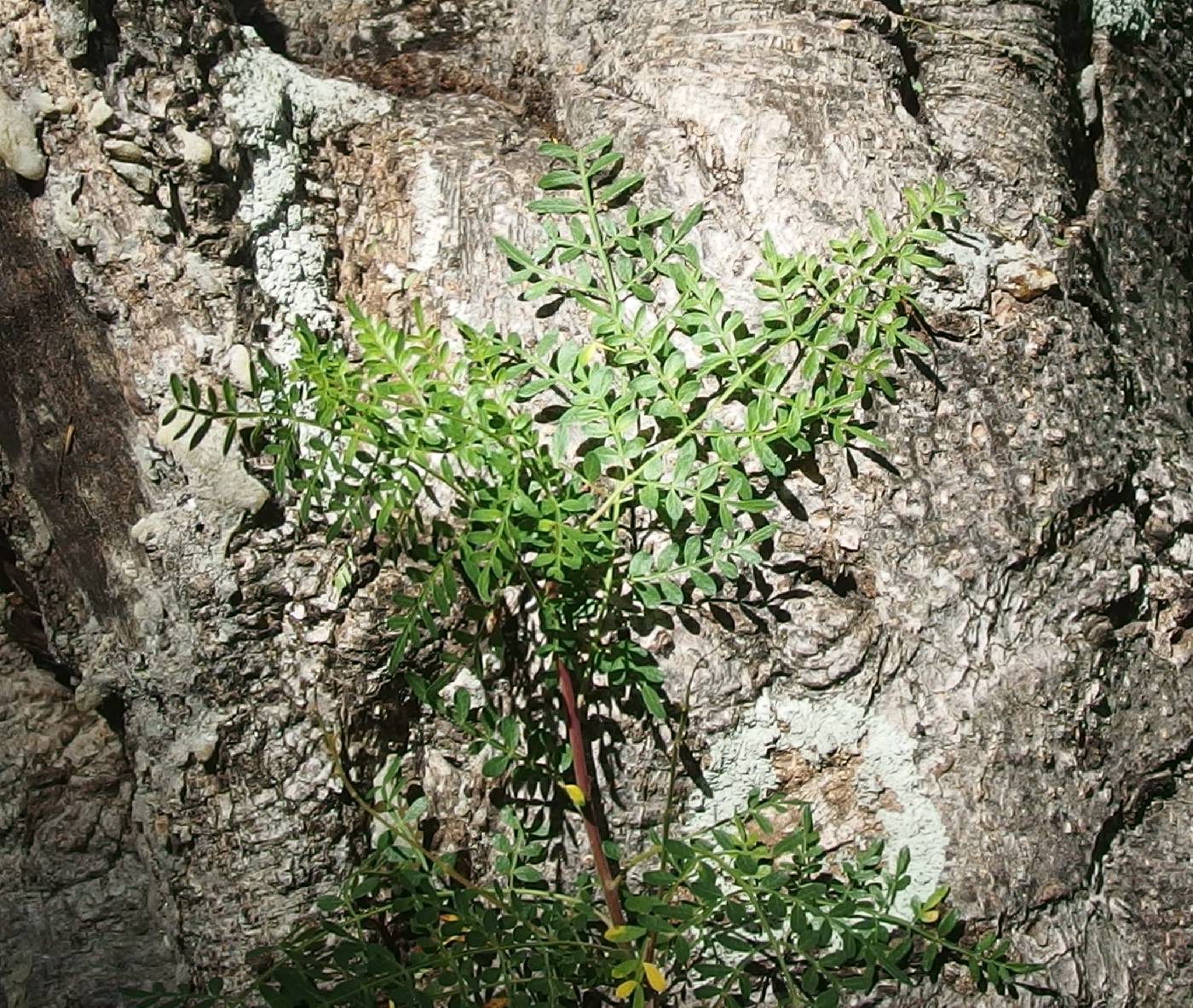 Bursera stenophylla image