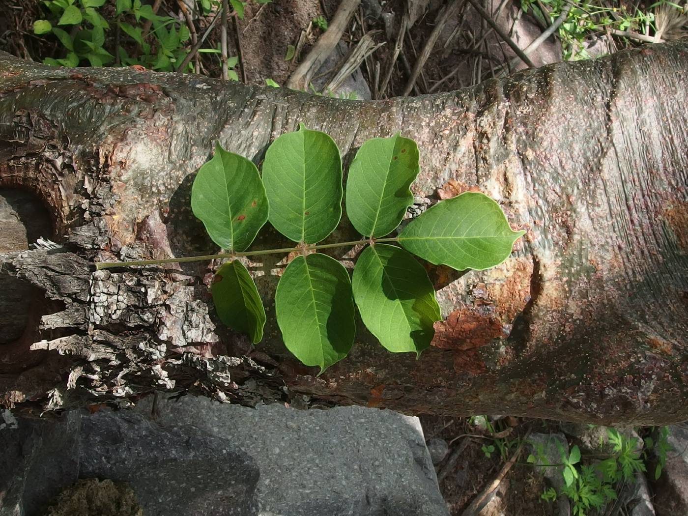 Bursera grandifolia image