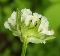 Lantana achyranthifolia image