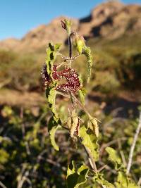 Matelea pringlei image