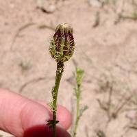 Adenophyllum porophyllum image