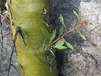 Fouquieria macdougalii image