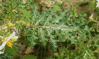 Solanum sisymbriifolium image