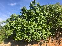 Image of Ficus cotinifolia