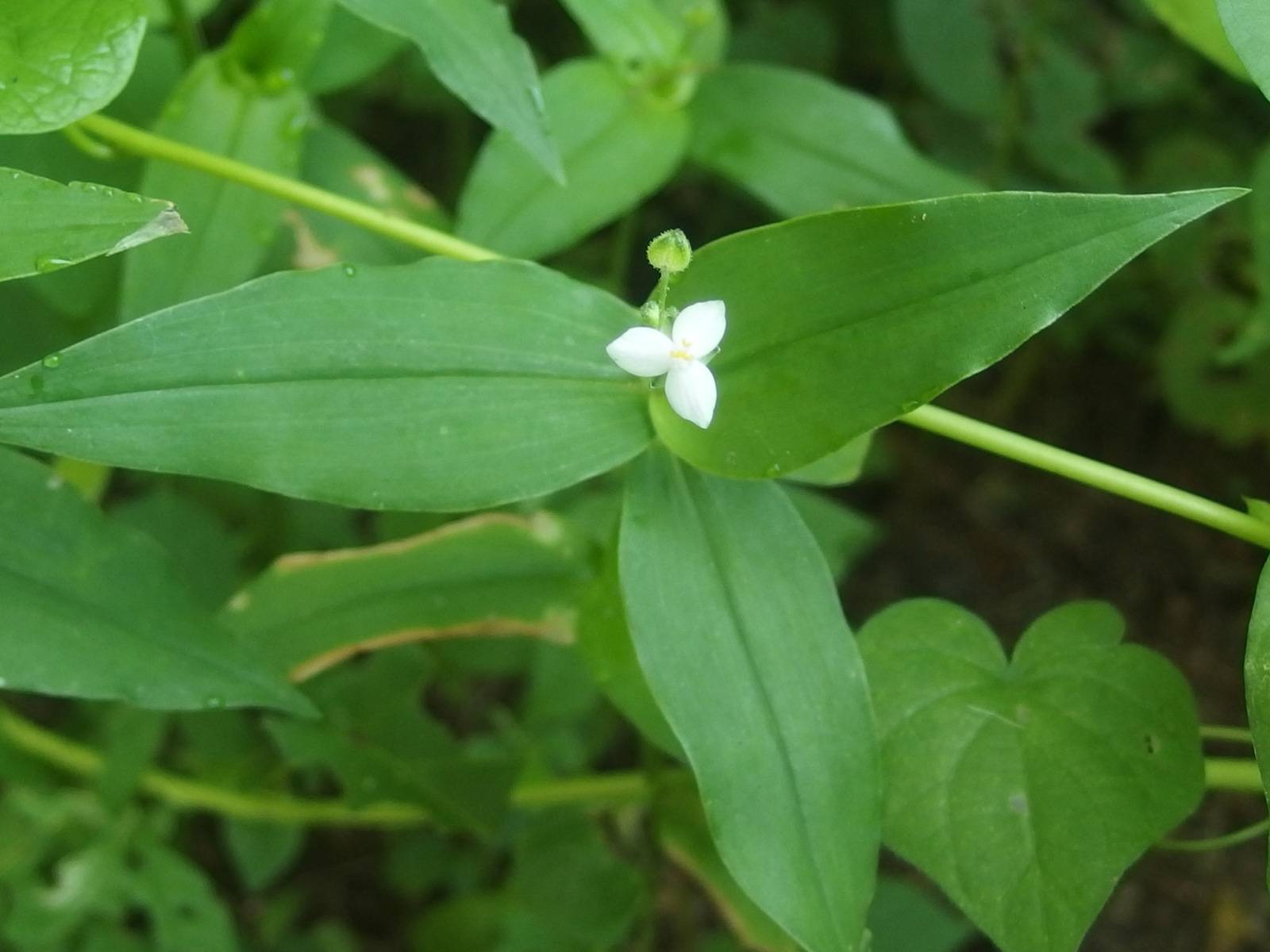 Tripogandra palmeri image