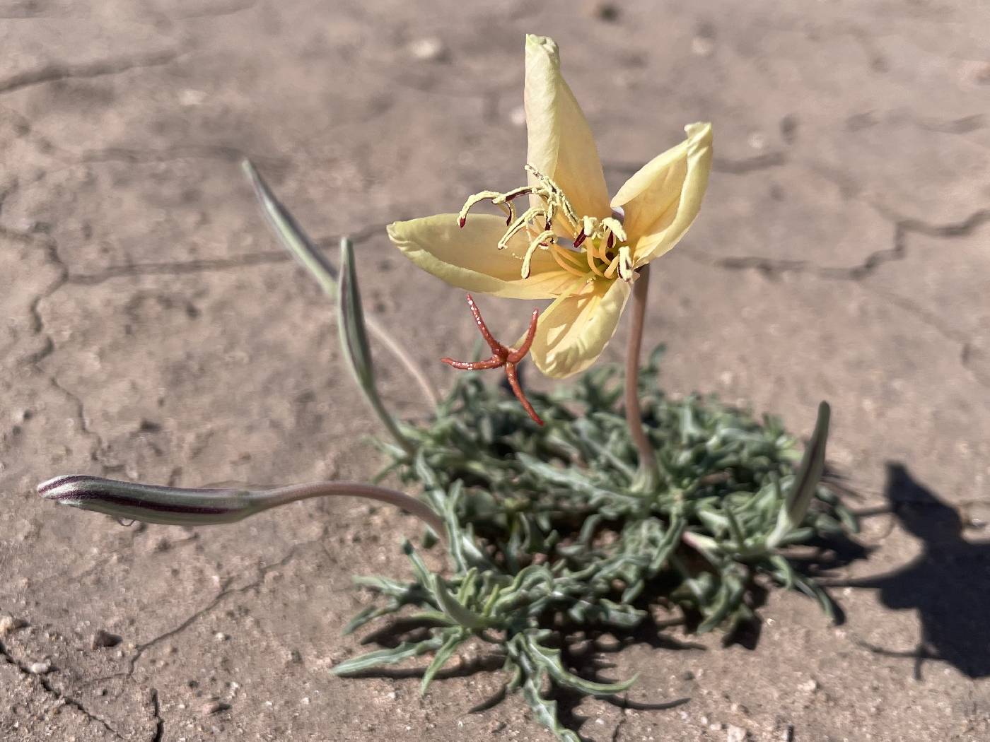 Oenothera havardii image