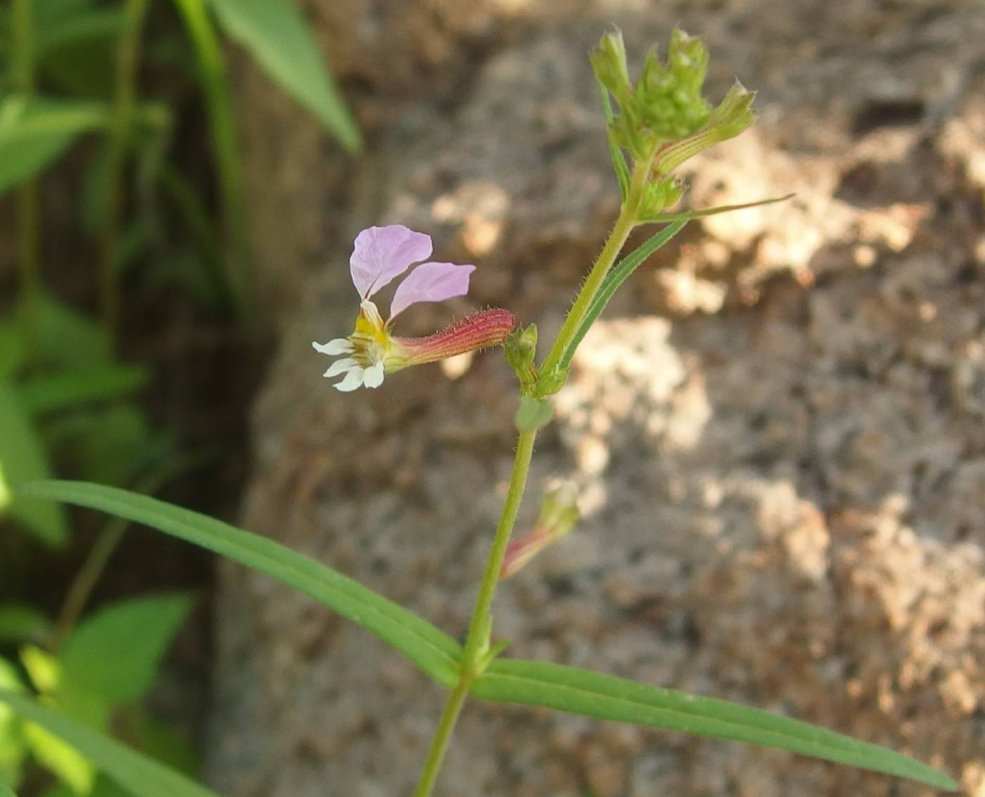 Cuphea laminuligera image