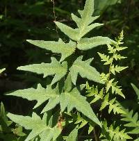 Cheilanthes lozanoi var. seemannii image