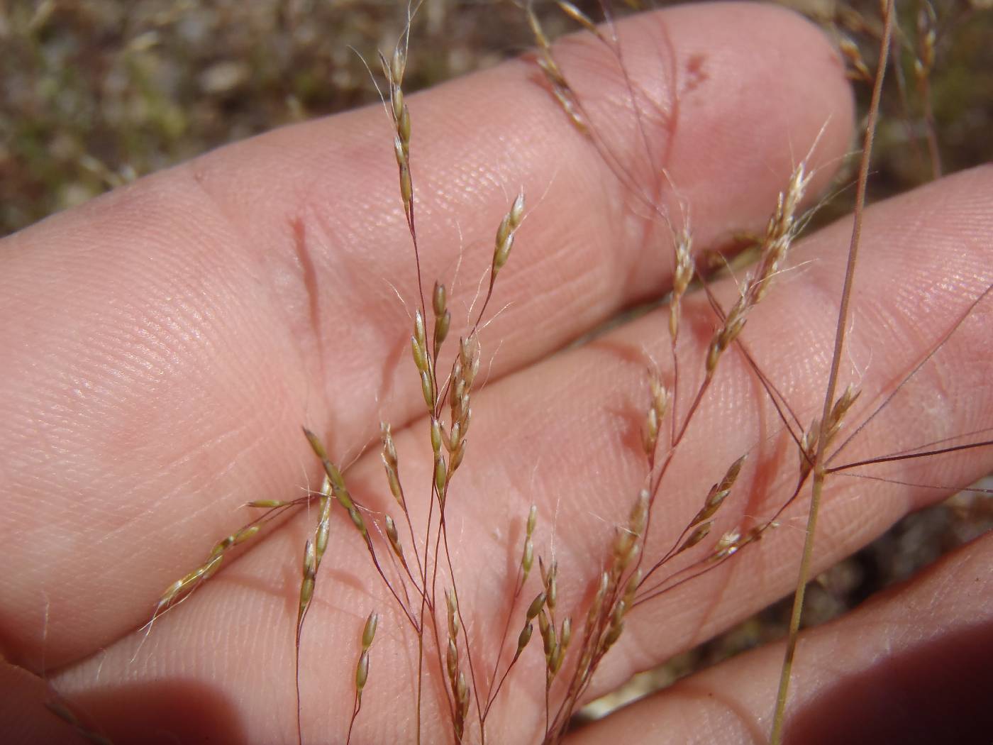 Agrostis elliottiana image