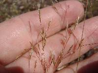 Image of Agrostis elliotiana