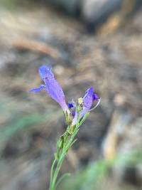 Penstemon linarioides image