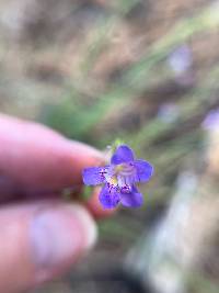 Penstemon linarioides image