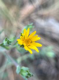 Heterotheca villosa image