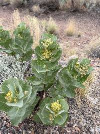 Asclepias latifolia image