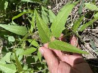 Phaseolus acutifolius image