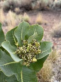 Asclepias latifolia image