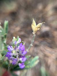 Lupinus argenteus image