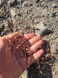 Eriogonum thomasii image