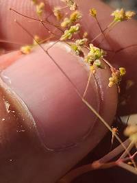 Eriogonum thomasii image