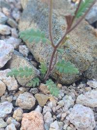 Phacelia affinis image