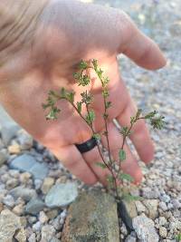 Phacelia affinis image