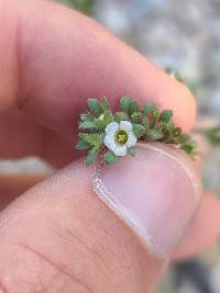 Phacelia affinis image