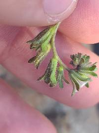 Phacelia affinis image