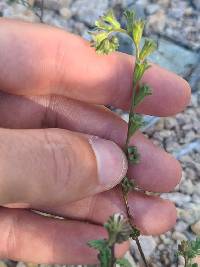 Phacelia affinis image