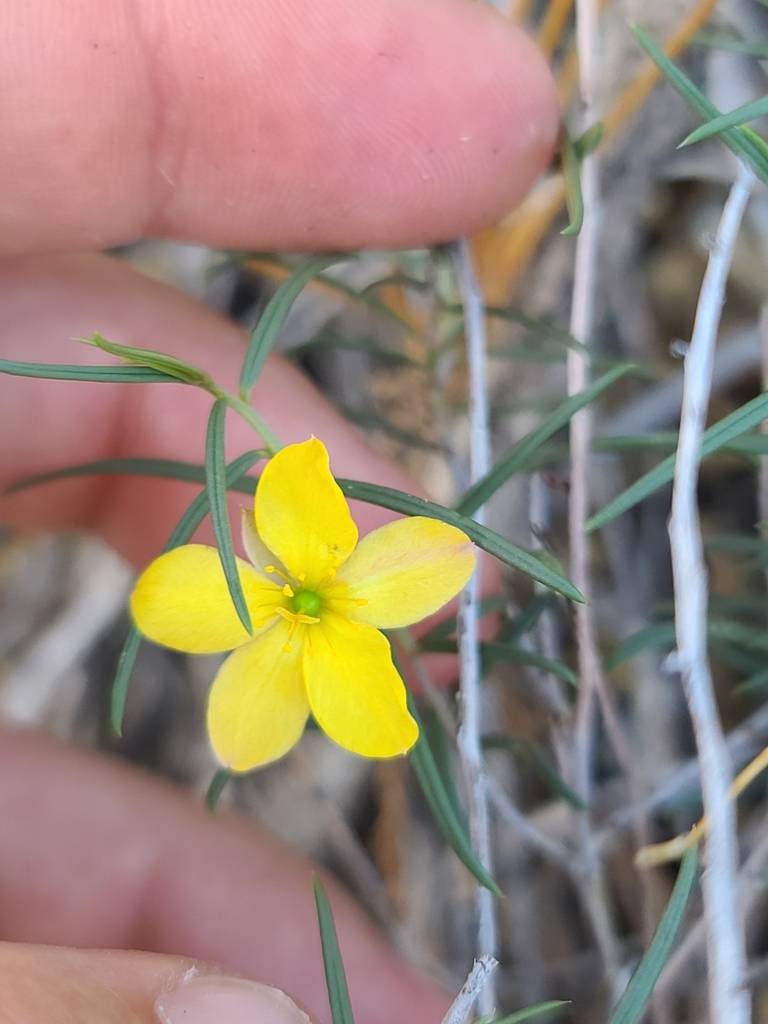 Talinum polygaloides image