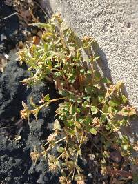 Euphorbia ophthalmica image