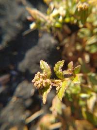 Euphorbia ophthalmica image