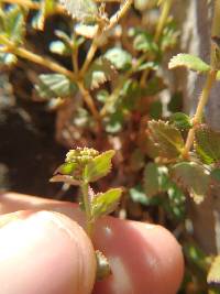 Euphorbia ophthalmica image